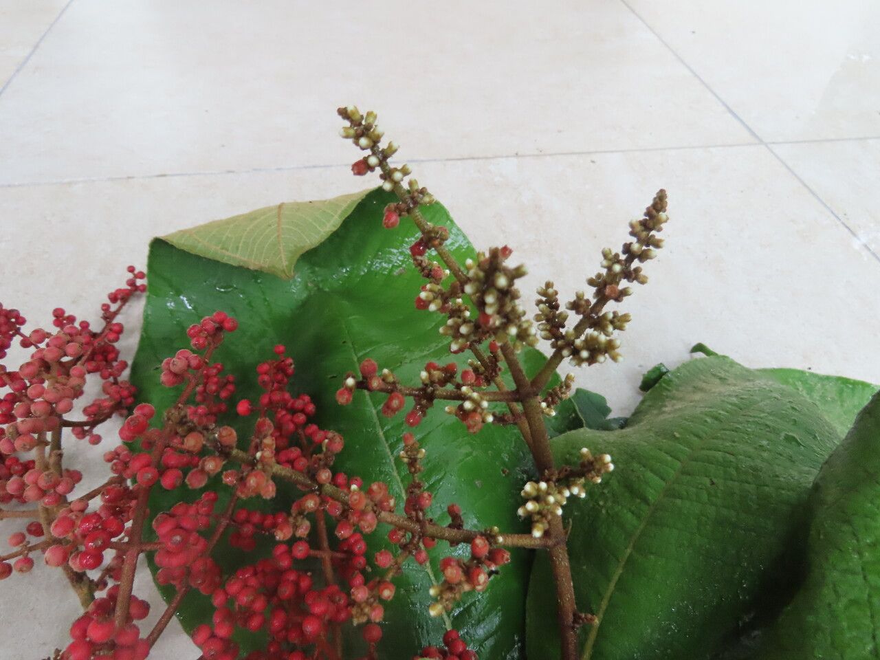 Miconia impetiolaris fruit