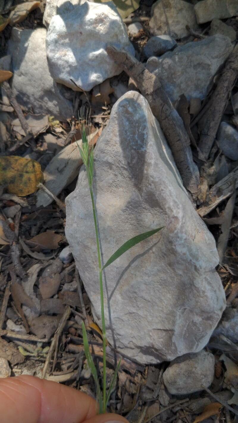 Brachypodium hybridum habit