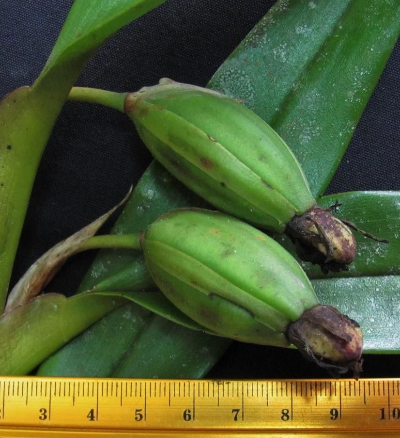 Camaridium inauditum fruit