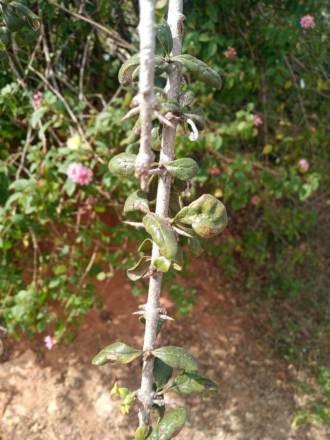 Catunaregam spinosa leaf