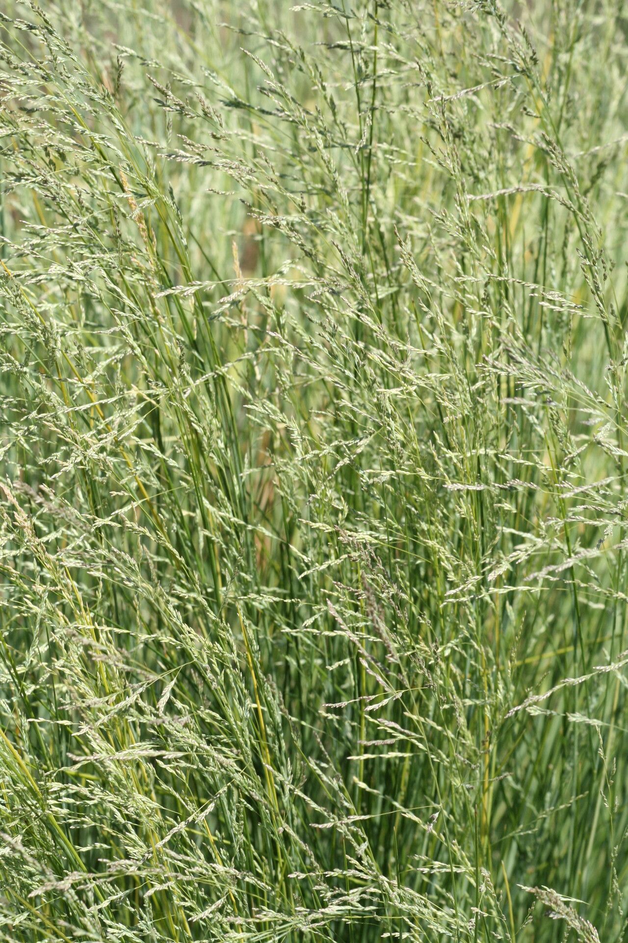 Poa labillardierei flower