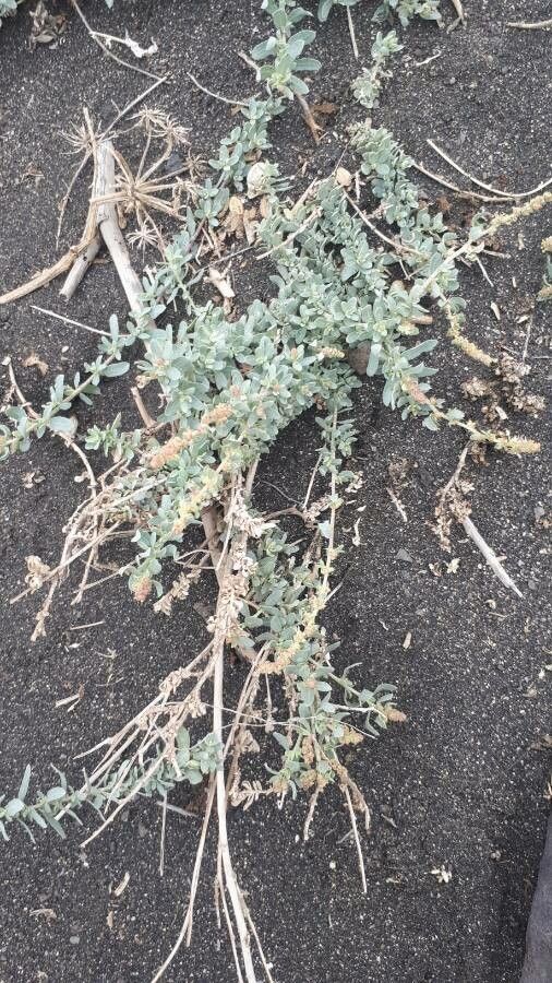 Atriplex glauca habit
