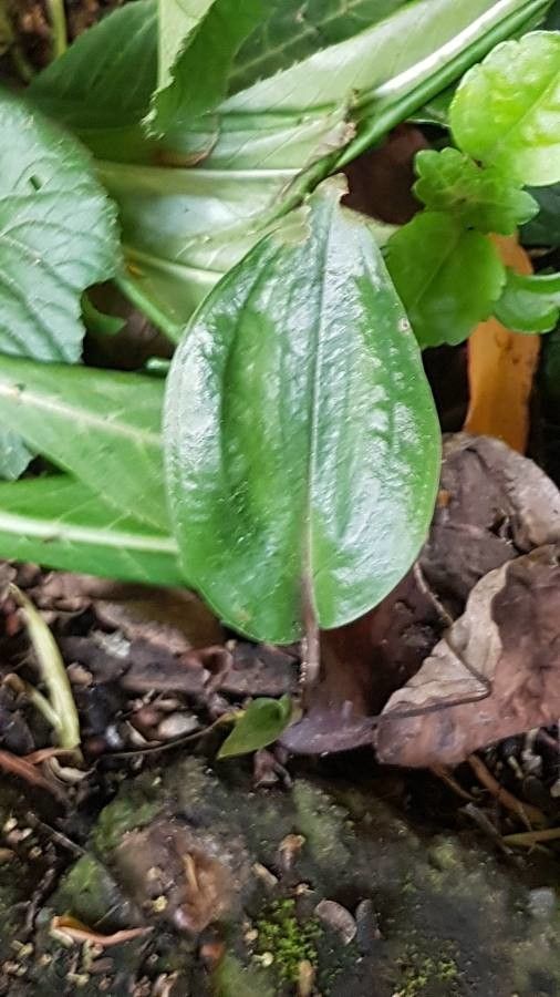 Cranichis ciliata — related species from the same genus