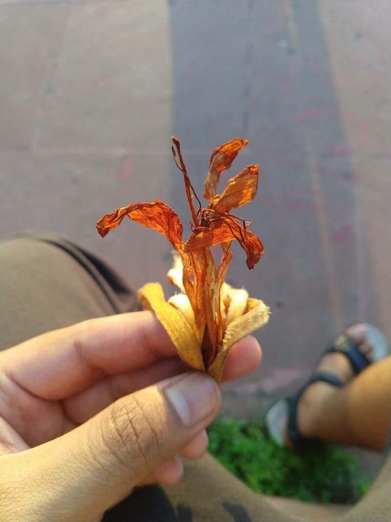 Pterospermum acerifolium flower