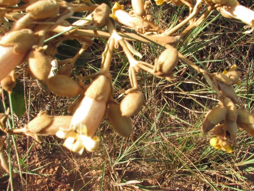 Zeyheria montana flower