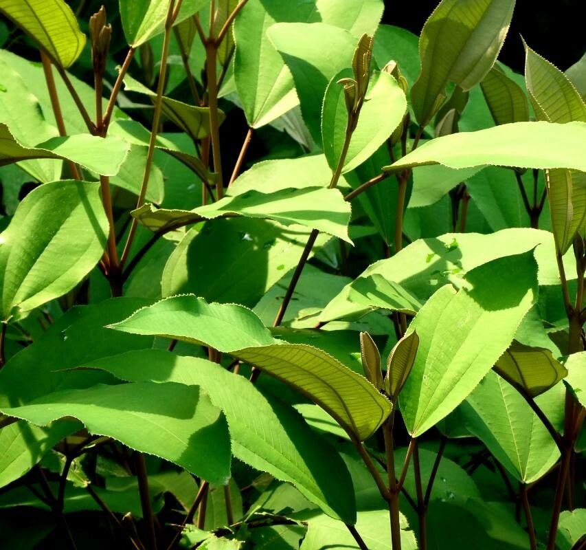 Miconia elata — search result for 'Miconia'