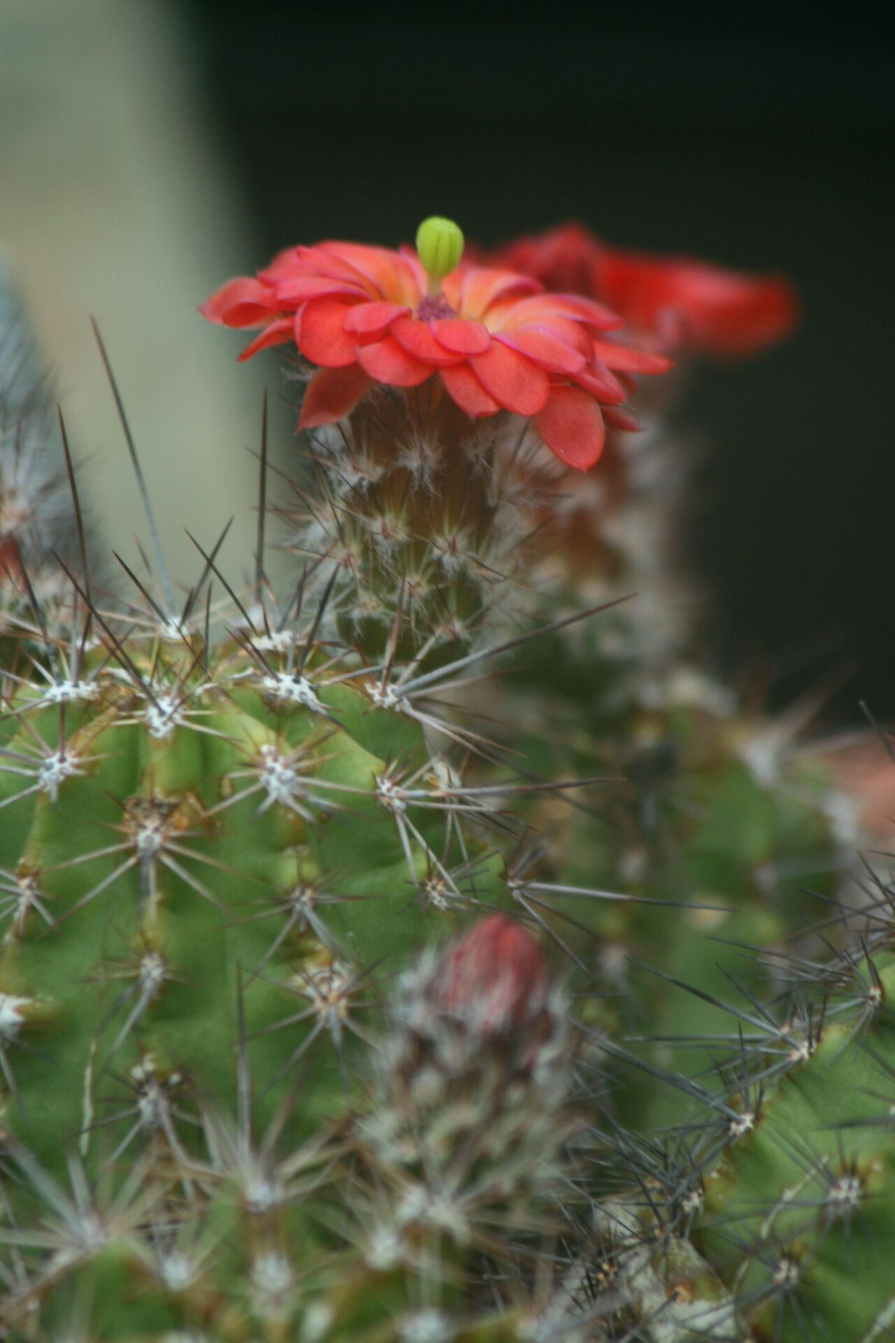 Echinocereus polyacanthus flower
