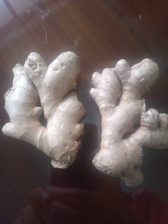 Zingiber officinale bark