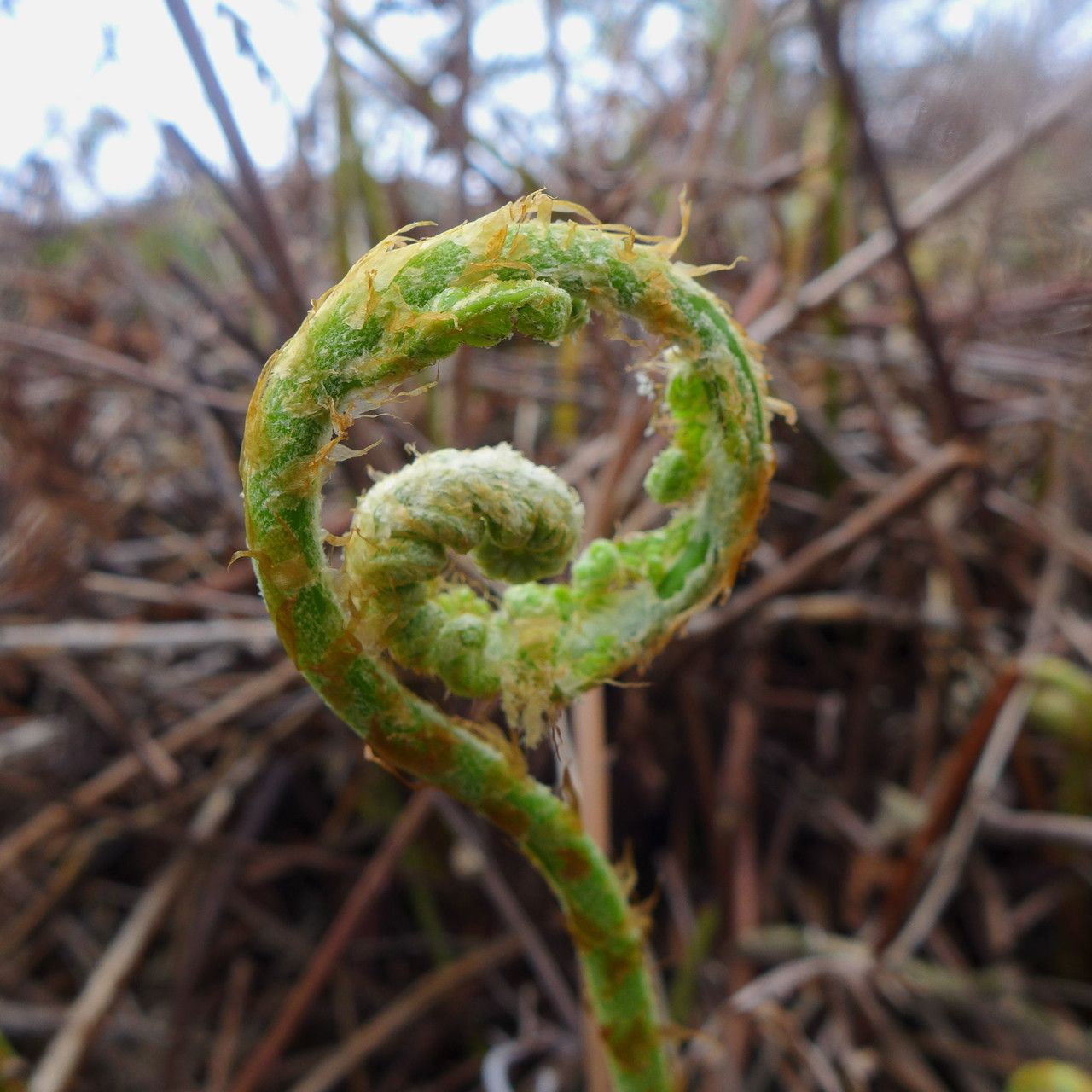 Woodwardia fimbriata fruit