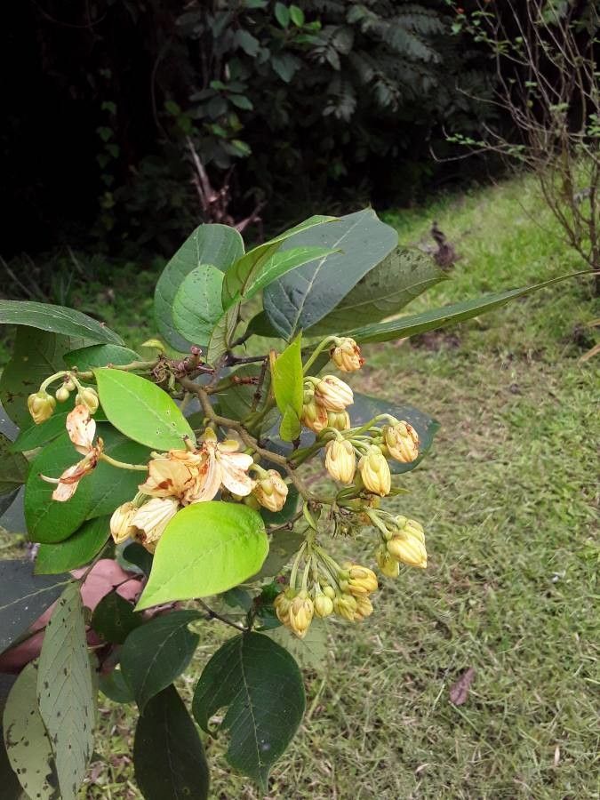 Senna papillosa flower