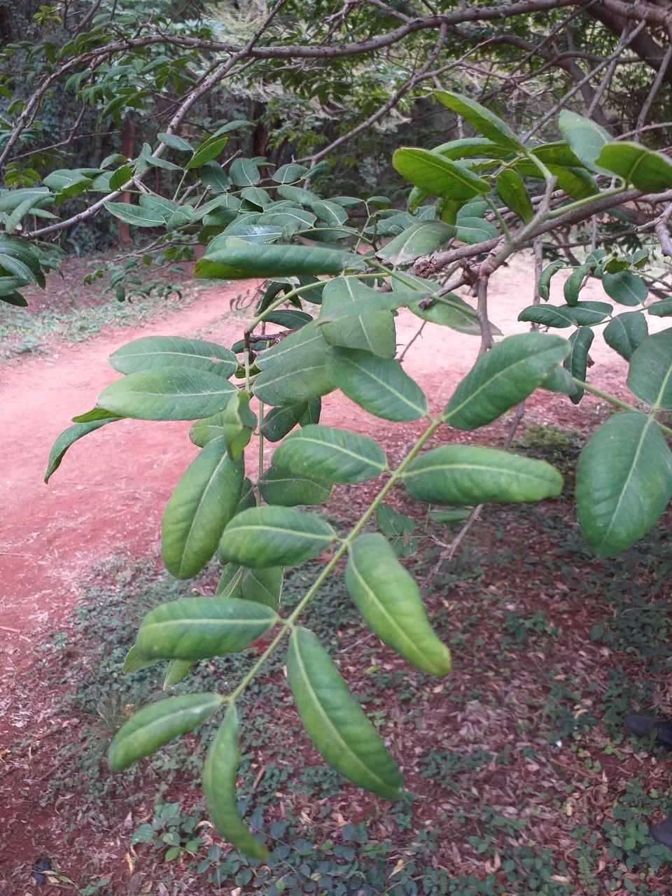 Afzelia quanzensis — houseplant care guide