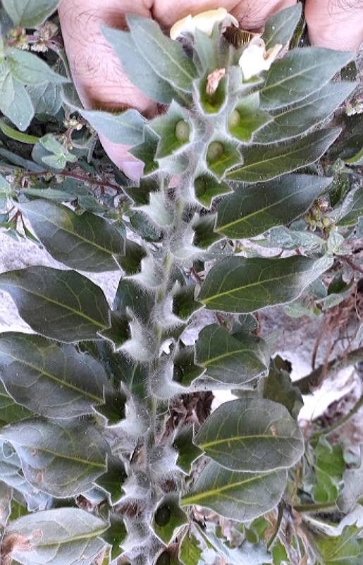 Hyoscyamus albus fruit