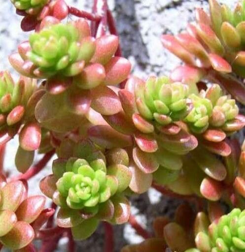 Sedum luteoviride — houseplant care guide