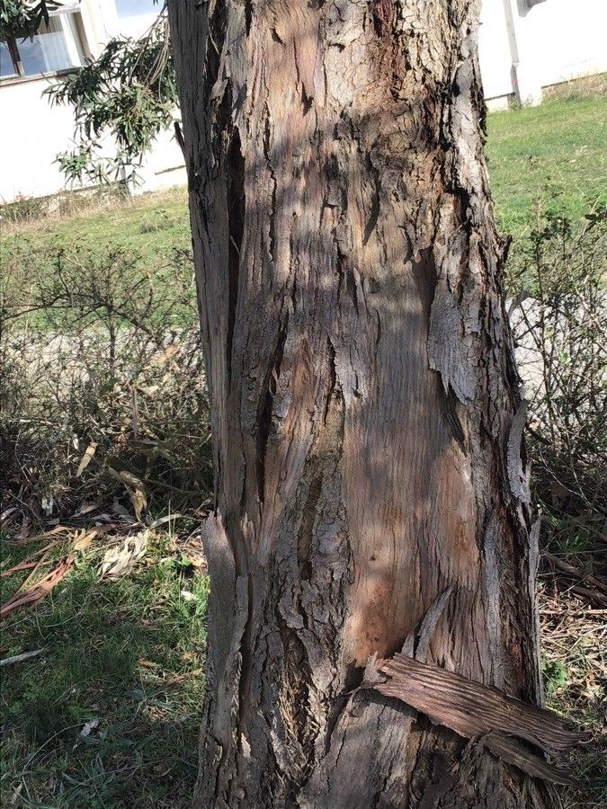Eucalyptus parvula bark