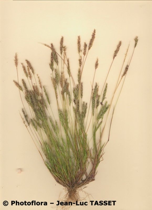 Avellinia festucoides habit