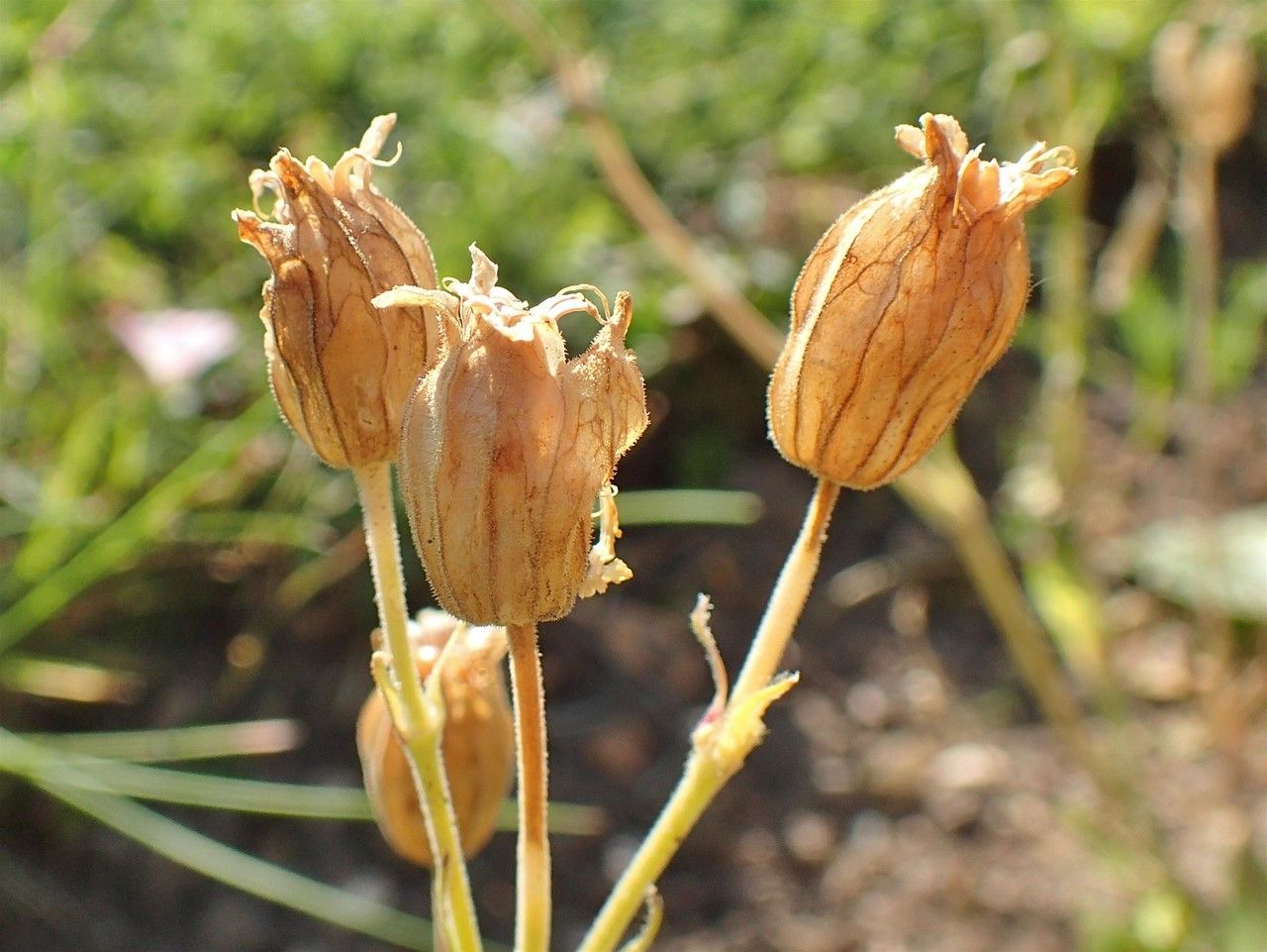 Silene zawadzkii fruit