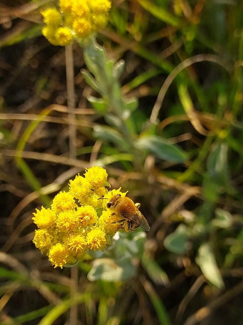 Helichrysum odoratissimum flower