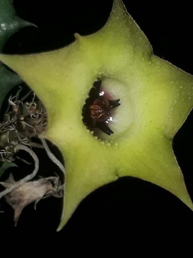 Huernia primulina flower