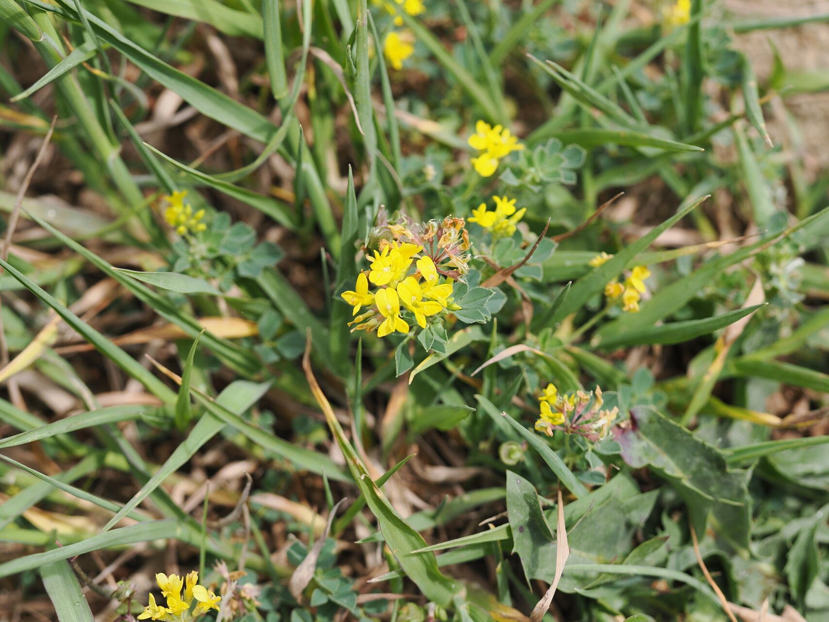 Medicago papillosa — search result for 'Medicago'