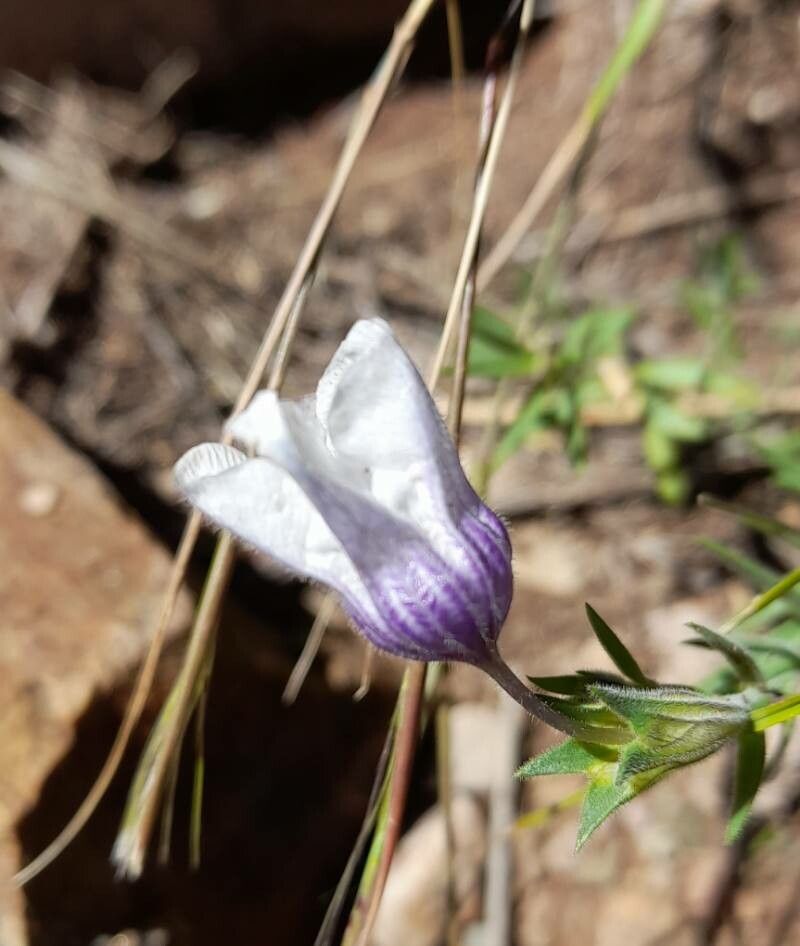 Nierembergia browallioides