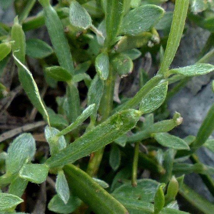 Genista delphinensis leaf
