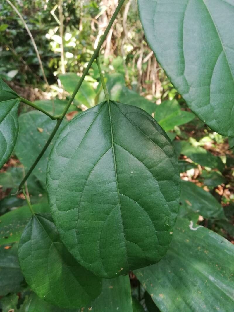 Plukenetia conophora leaf