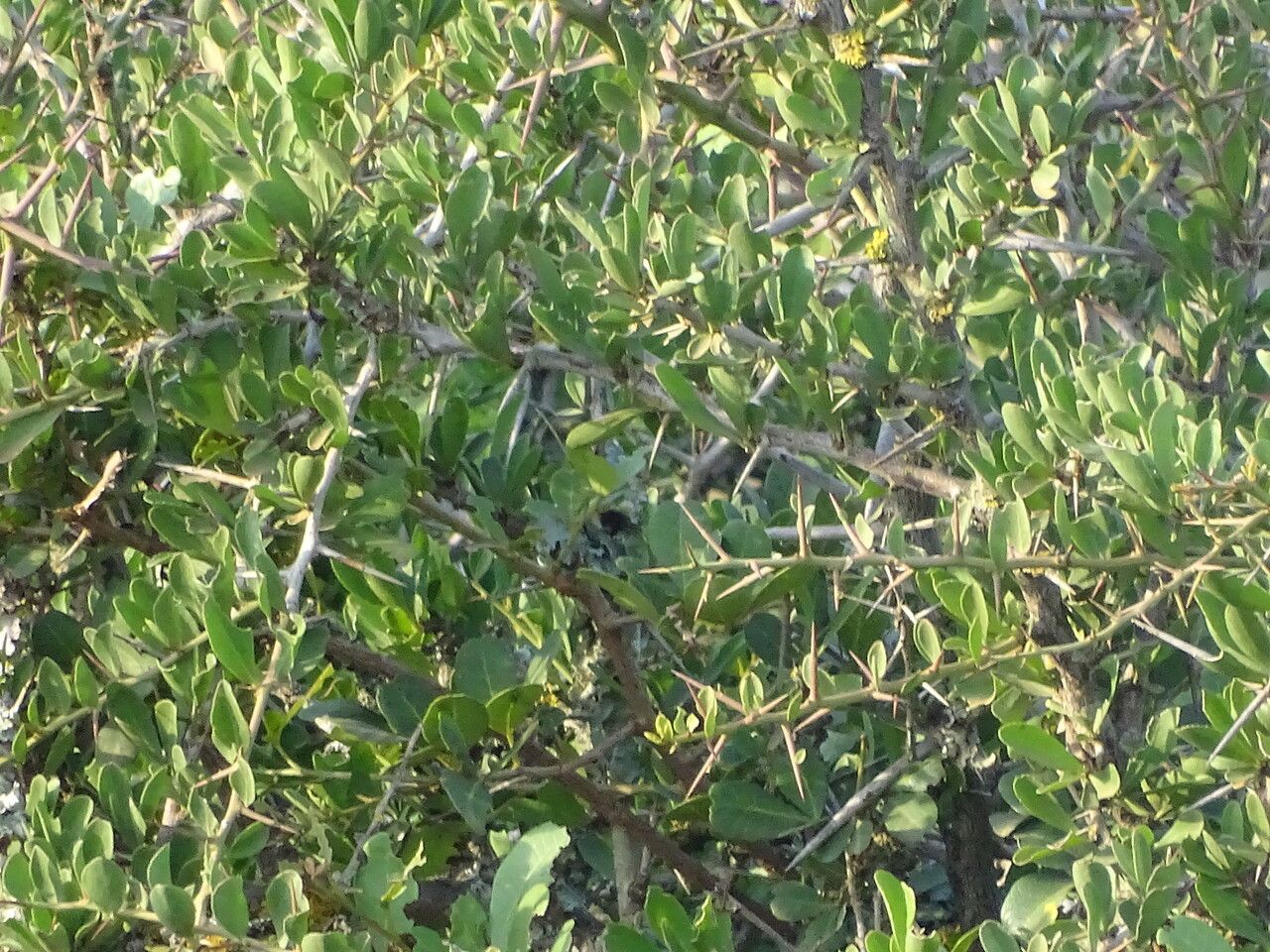 Gymnosporia buxifolia bark