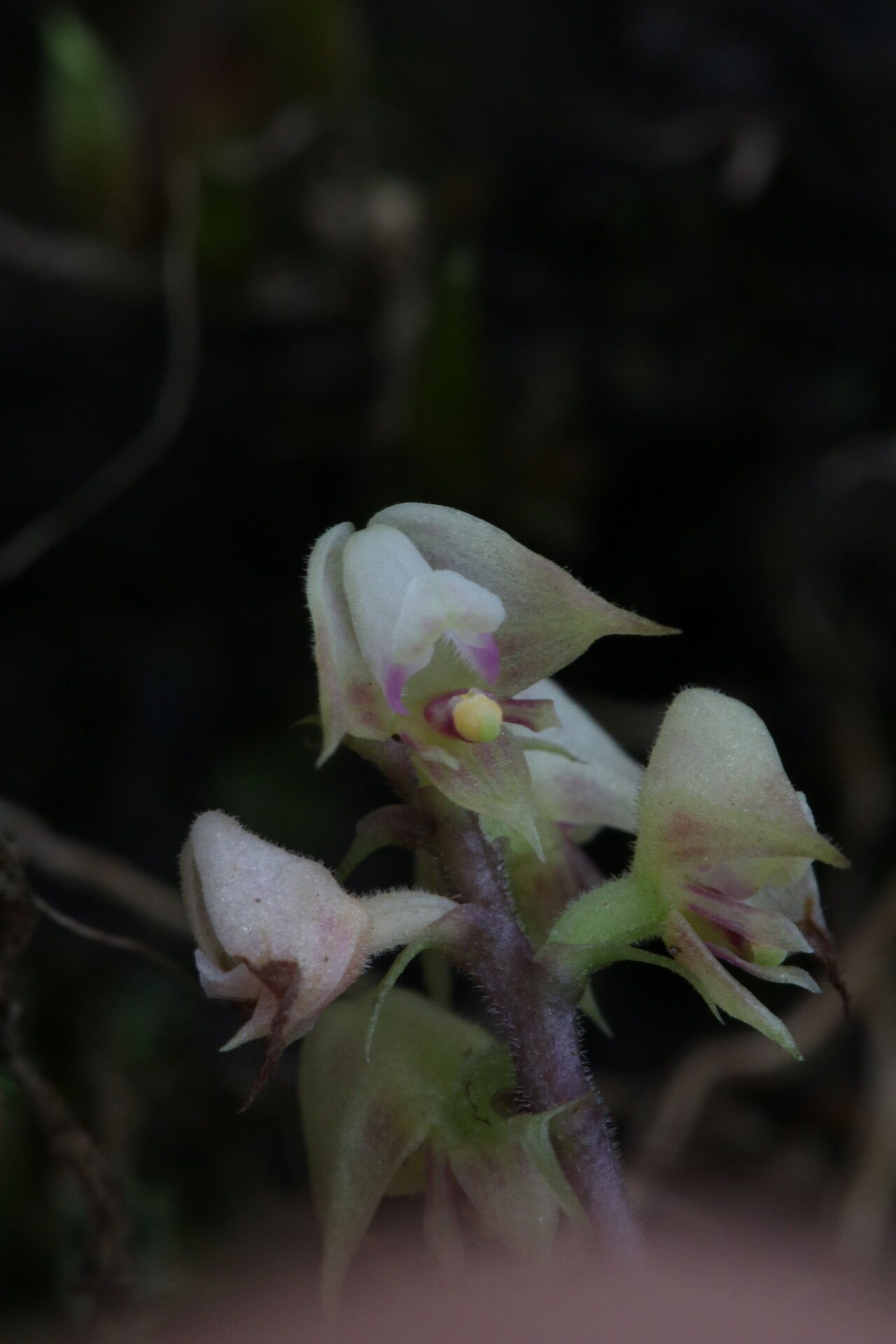 Polystachya coriscensis flower