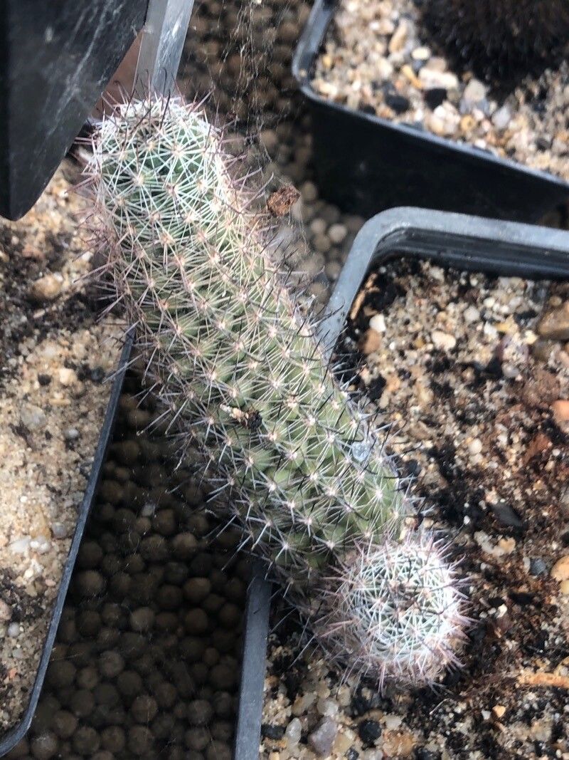 Mammillaria thornberi — search result for 'Mammillaria'