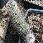 Mammillaria thornberi