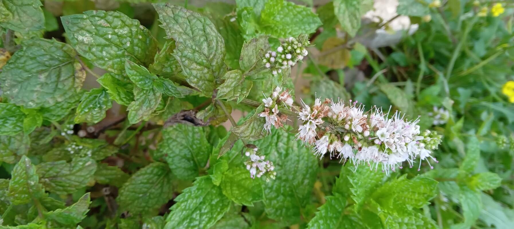 Mentha × rotundifolia flower