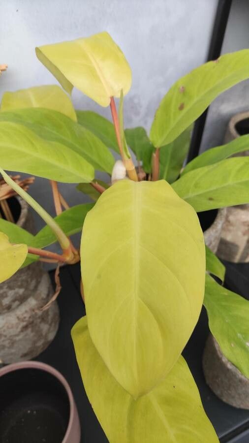 Philodendron hederaceum  var kirkbridei leaf