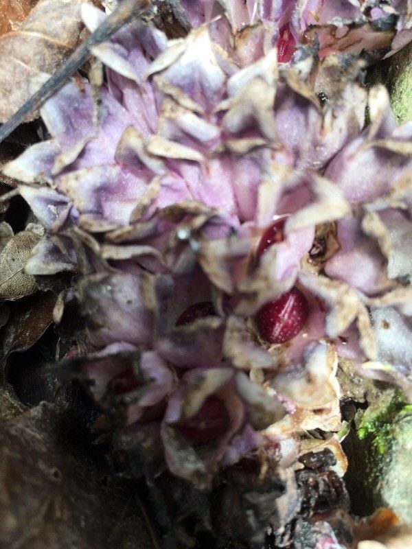 Lathraea clandestina fruit