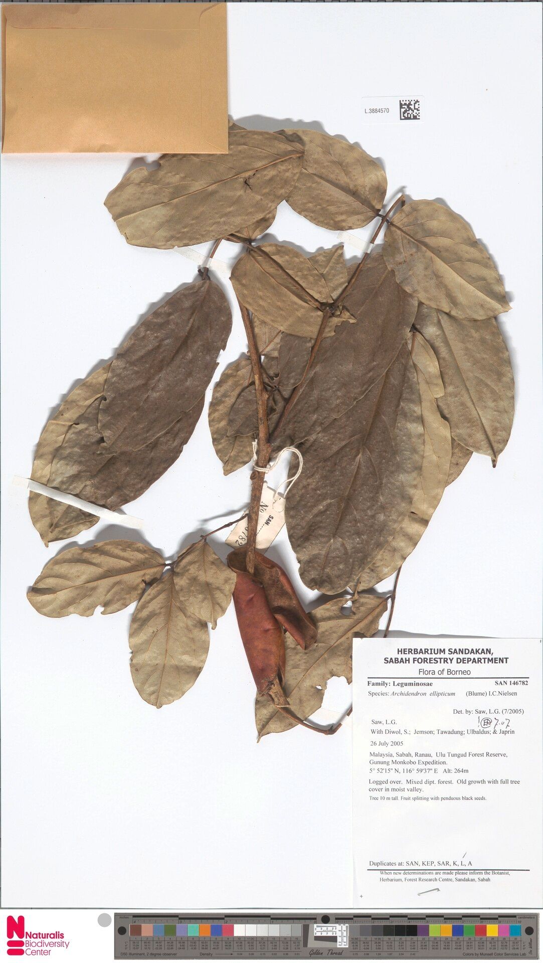 Archidendron ellipticum — related species from the same genus