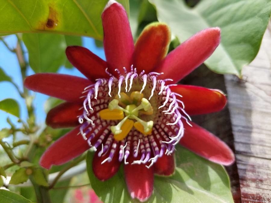 Passiflora alata flower