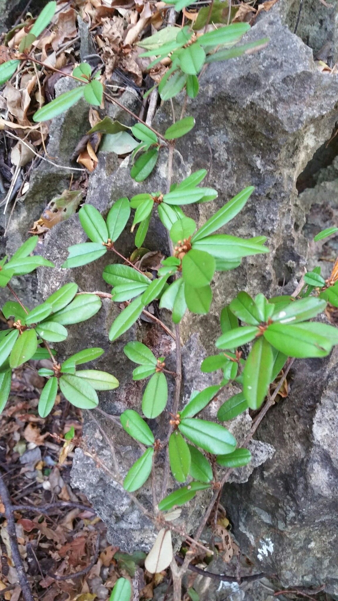 Croton jennyanus — houseplant care guide