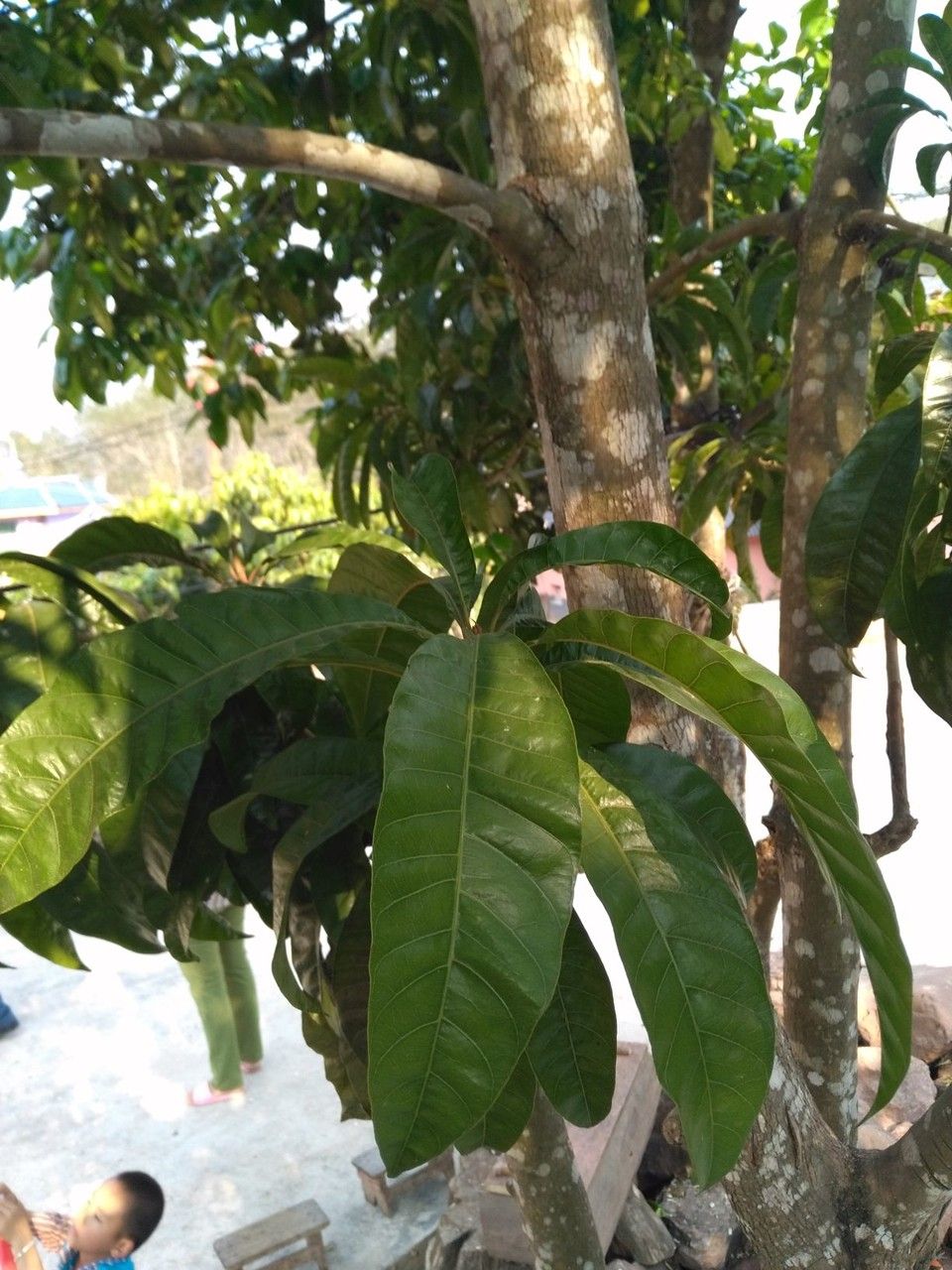 Planchonella grandifolia — houseplant care guide