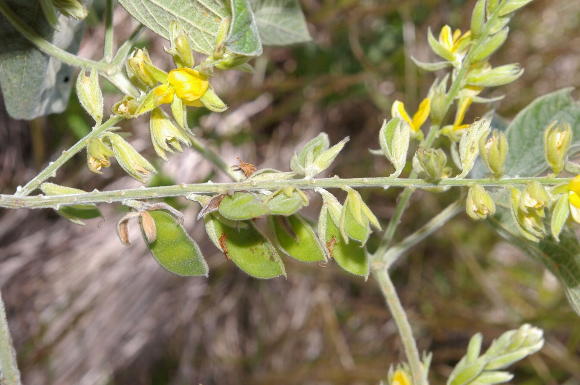 Rhynchosia reticulata flower