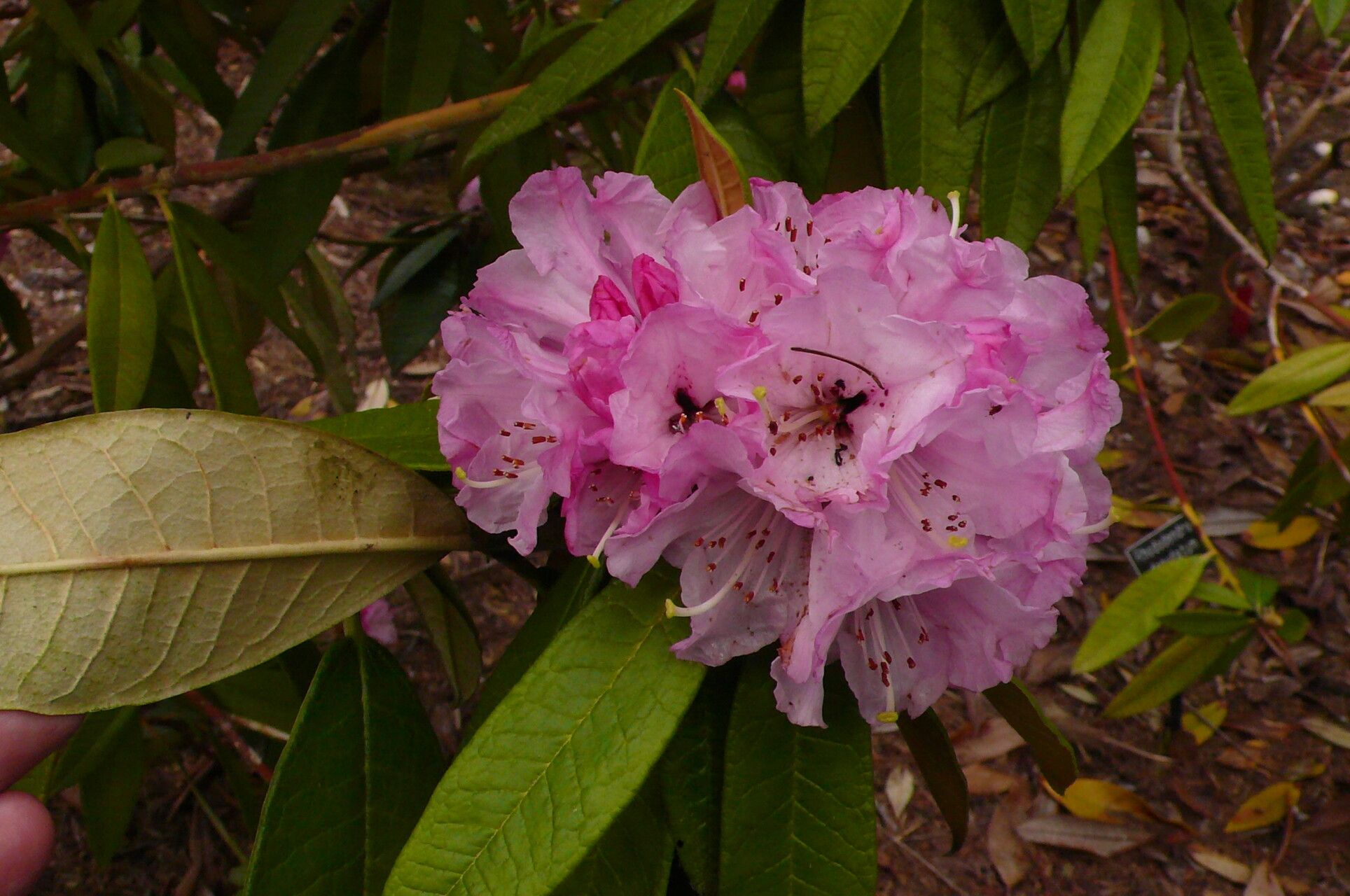 Rhododendron denudatum leaf