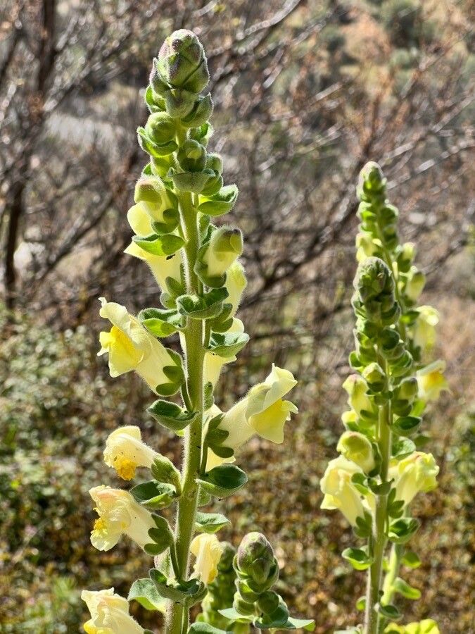 Antirrhinum latifolium flower