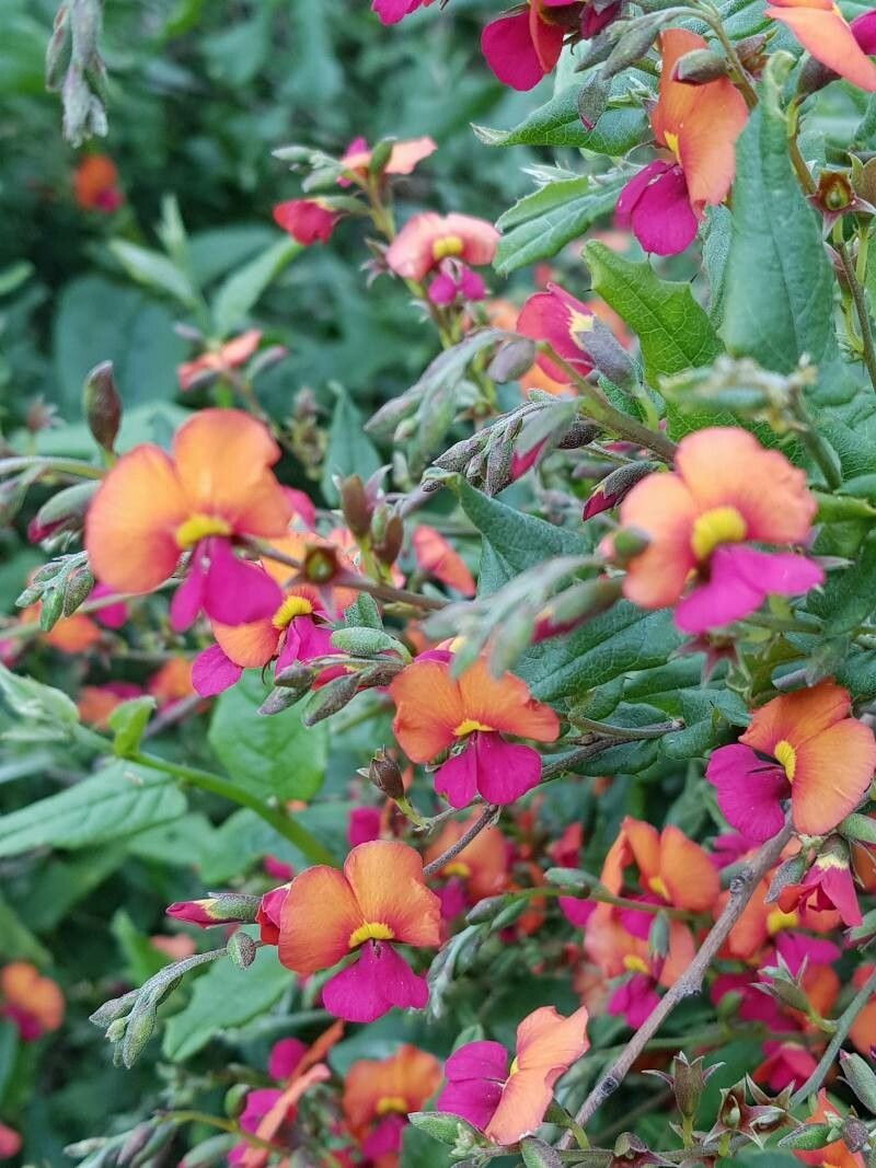 Chorizema cordatum flower