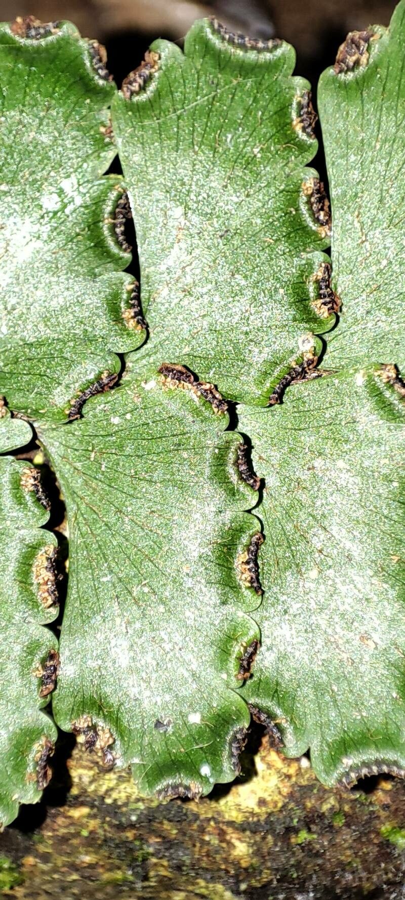Adiantum vogelii fruit