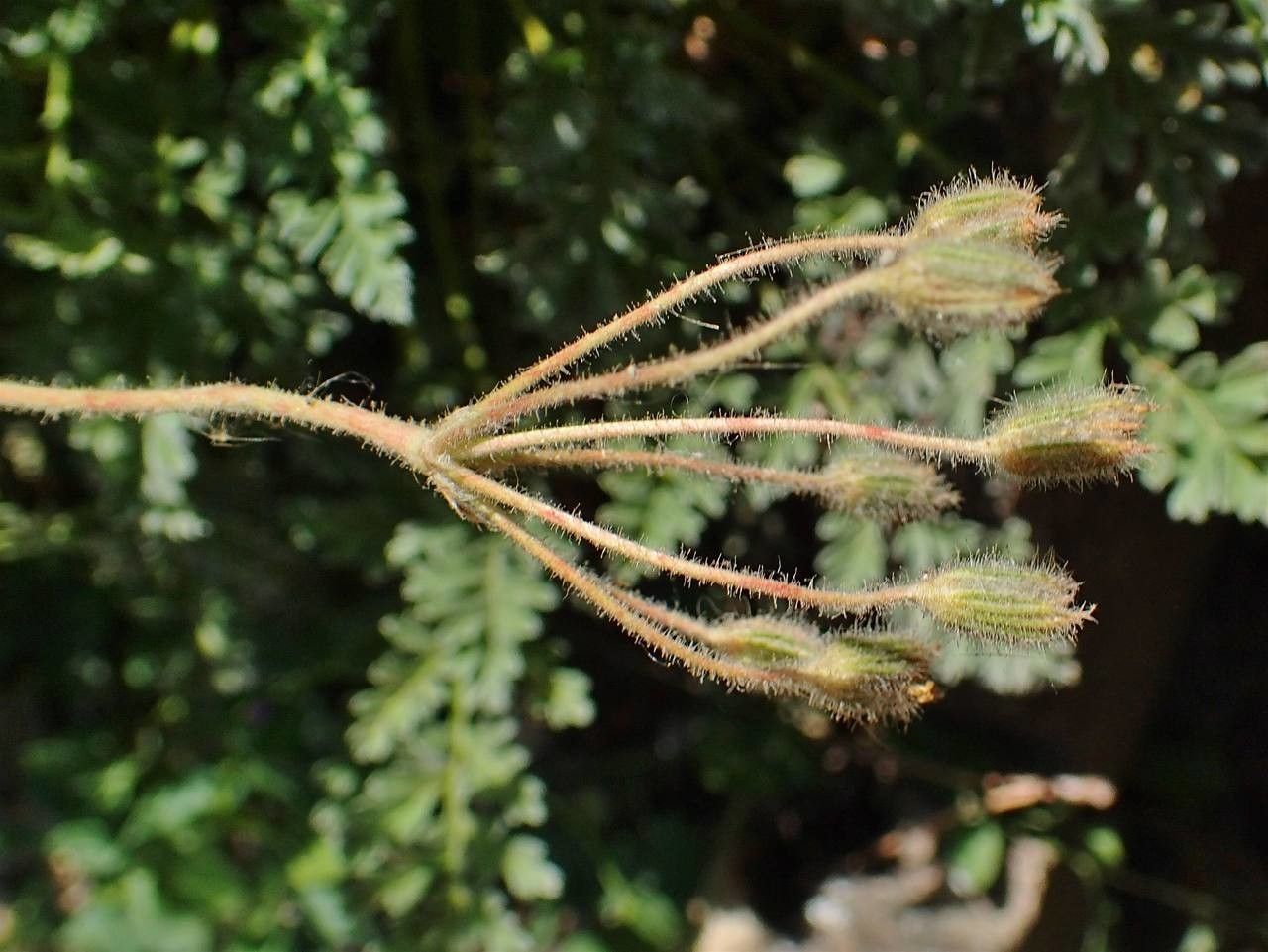 Erodium chrysanthum fruit