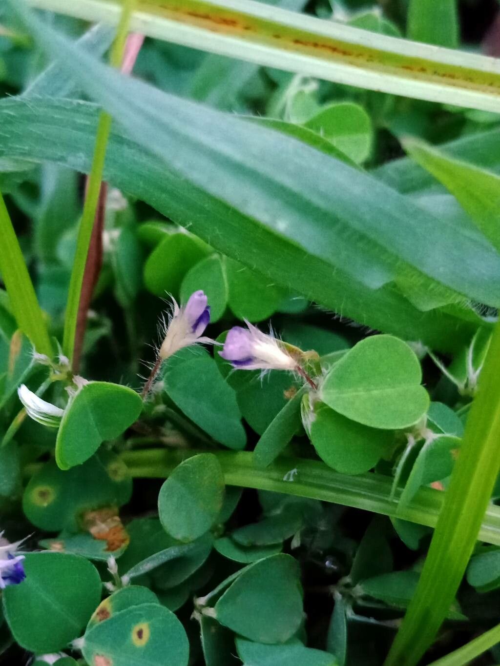 Desmodium triflorum flower