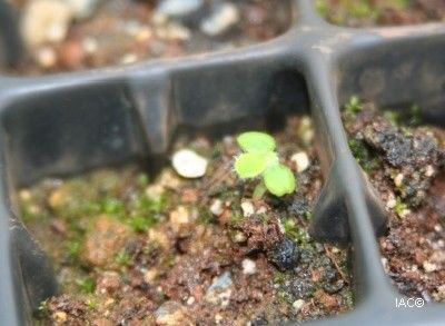 Scaevola coccinea habit
