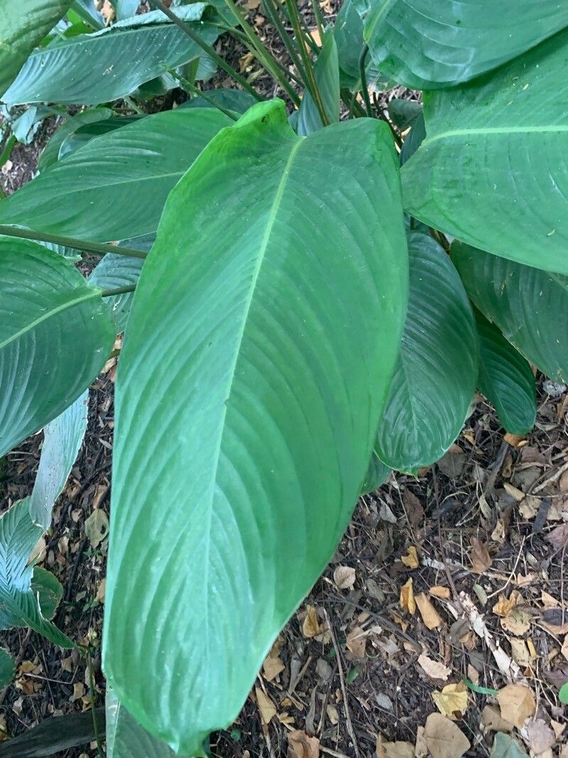 Stromanthe stromanthoides leaf