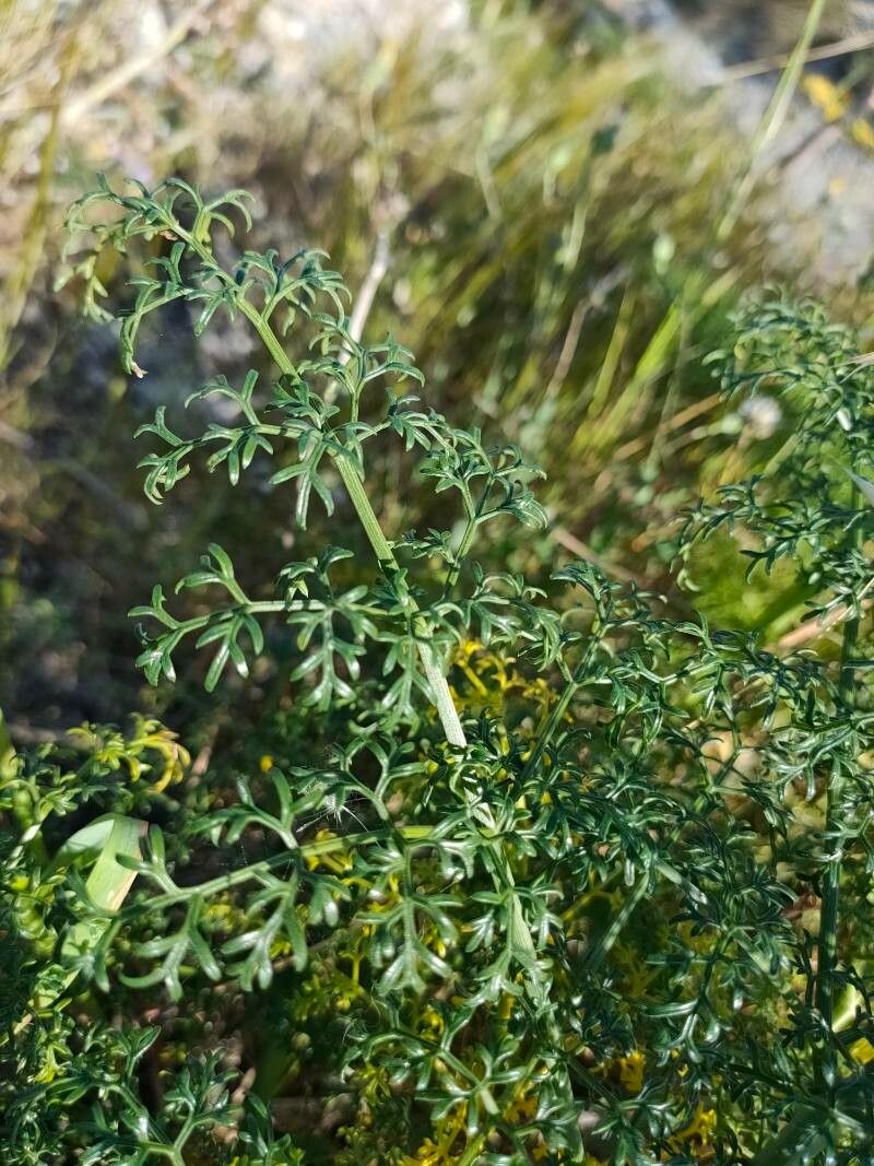 Ferula tingitana leaf