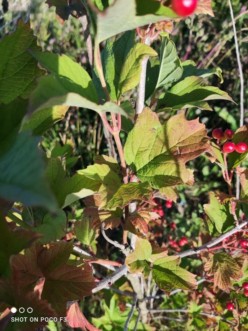 Viburnum trilobum leaf