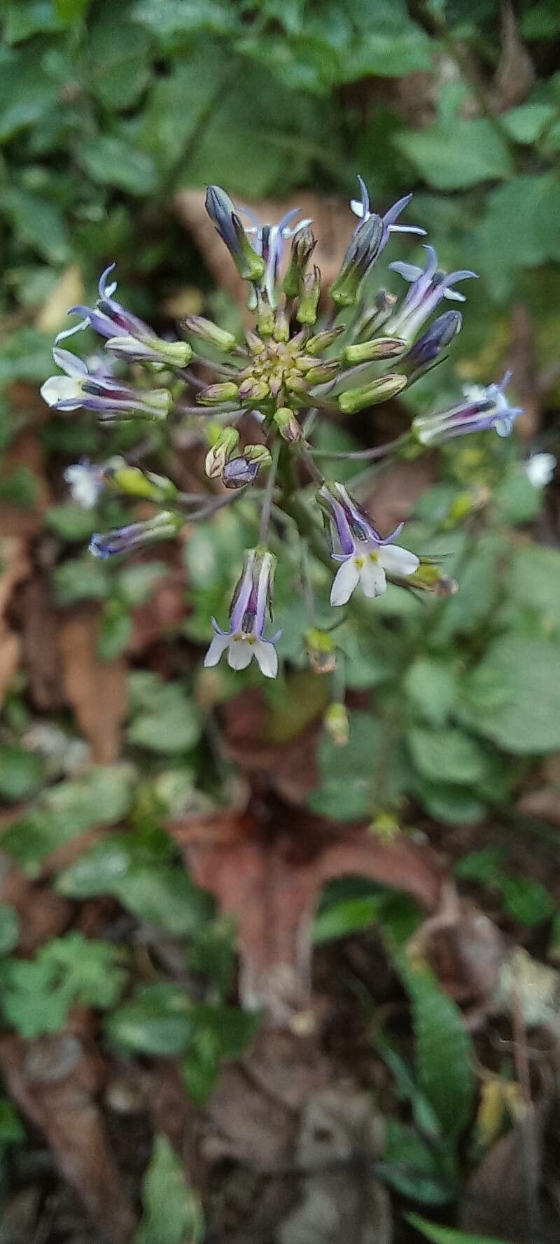 Lobelia xalapensis flower