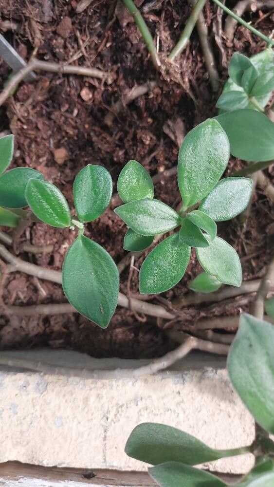 Peperomia hirta — houseplant care guide